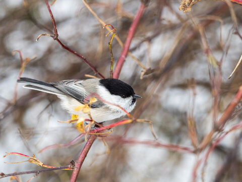Small and adorable passerine willow tit, Poecile montanus perched on a branch in autumn foliage