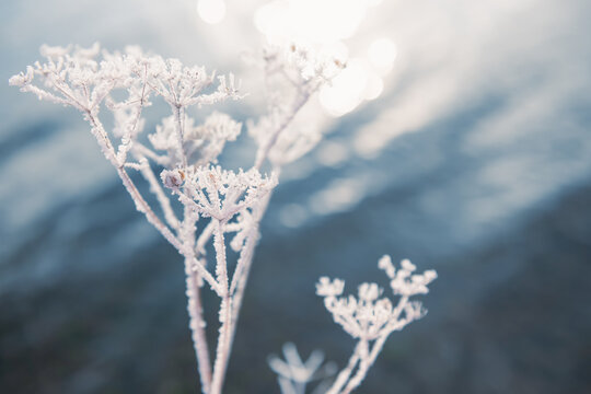 Frost-covered plants on the shore of lake at foggy sunrise. Selective focus.