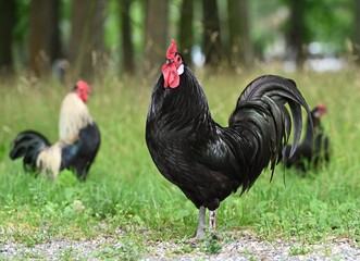 Black rooster standing on green grass in park outdoors © NATALIIA GUTOVSKA