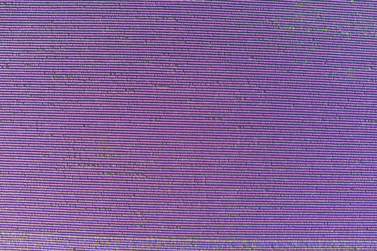 Aerial view of a vast lavender field with neat rows of purple flowers in full bloom in Bulgaria.