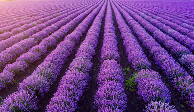 Aerial view of vibrant purple lavender fields stretching across the landscape in Bulgaria.