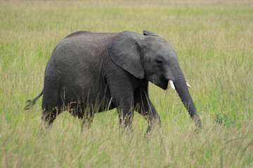 African elephant, Maasai Mara National Reserve safari, Kenya, Africa © Claire