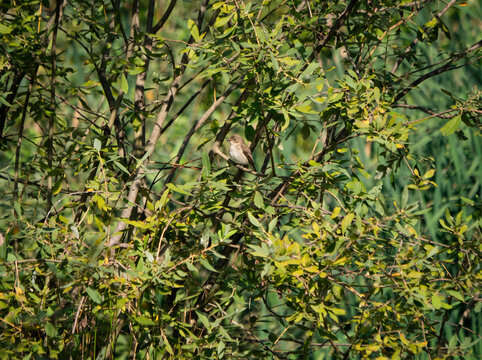 Pied Flycatcher (Ficedula hypoleuca) Perched on a Branch in Woodland