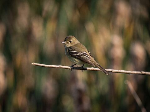 Pied Flycatcher (Ficedula hypoleuca) Perched on a Branch in Woodland
