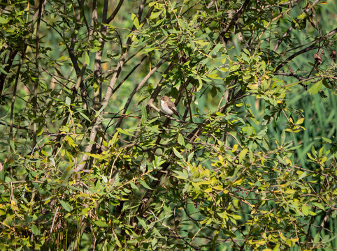 Pied Flycatcher (Ficedula hypoleuca) Perched on a Branch in Woodland