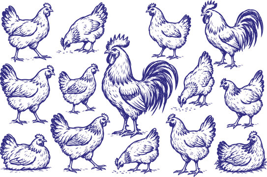 Hand Drawn Chicken and Rooster Illustration Collection