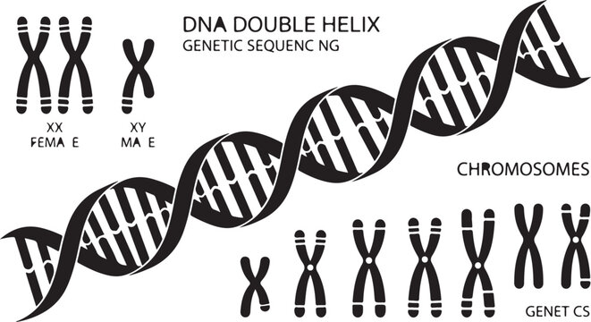 DNA double helix and chromosome diagrams illustrating genetic sequencing, biological research, and human genetics structure.