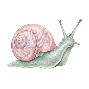 Pastel pearlescent snail with pink shell on transparent background