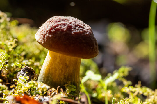 Bay Bolete Mushroom (Boletus badius) Illuminated by Warm Sunlight in the Forest Understory