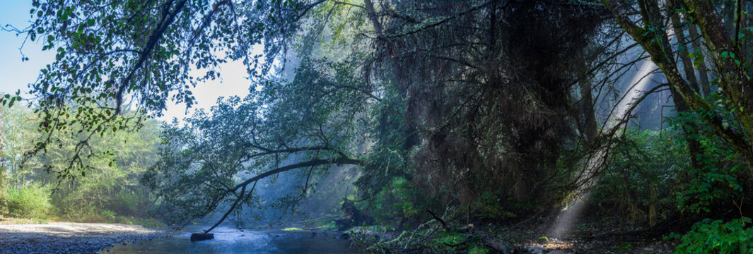 Beautiful wide panoramic view of a mysterious misty forest creek with a sun ray through trees