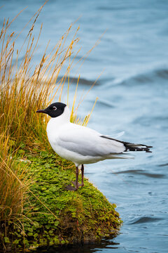 Handsome hooded gull standing beside an andean lake