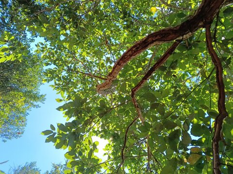 Sunlight filtering through green tree leaves and rustic wooden branches