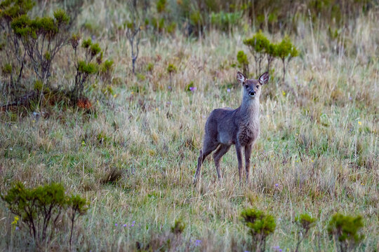 Andean deer stand alert in ecuadorian grassland