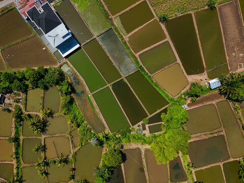 Aerial view of fish farming ponds with rectangular water basins surrounded by lush green vegetation and a small building in Banjar Regency, South Kalimantan, Indonesia.