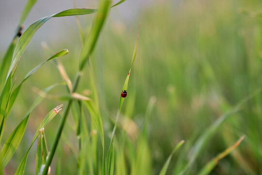Ladybug on green grass in a summer meadow