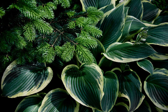 Lush green hosta leaves and evergreen foliage in summer