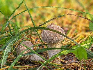 Close-up of two young common puffball mushrooms (Lycoperdon perlatum) growing in green grass and dry leaves. © Mariia135