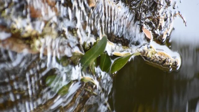 Leaves and water in the pond.