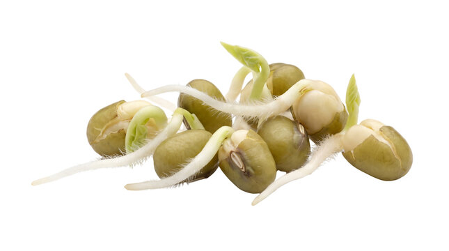 Fresh sprouted mung beans, organic green bean sprouts, healthy raw plant protein for cooking and nutrition isolated PNG with Transparent Background