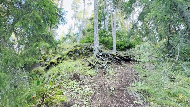 Tall trees stretch upward from mossy roots. They stand in a serene forest on Valaam, Lake Ladoga, creating a calm and tranquil feeling.