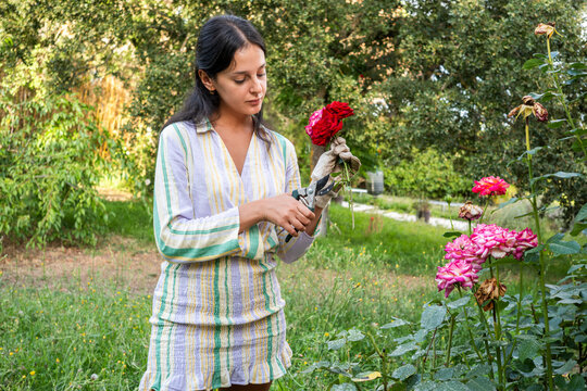 Woman pruning rose flowers in A lush garden
