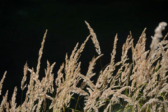 Golden autumn grasses gleam at the edge of the dark forest.