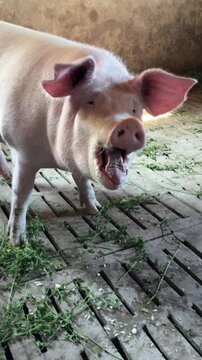Pig is eating alfalfa grass, vertical video with grunting and smacking sound.