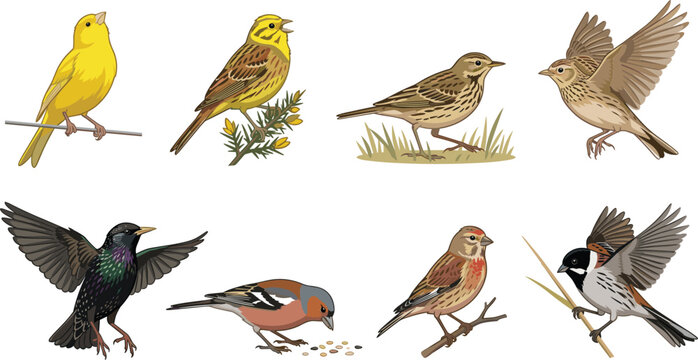 Set of colorful songbirds including finches and starlings on natural branch perches set