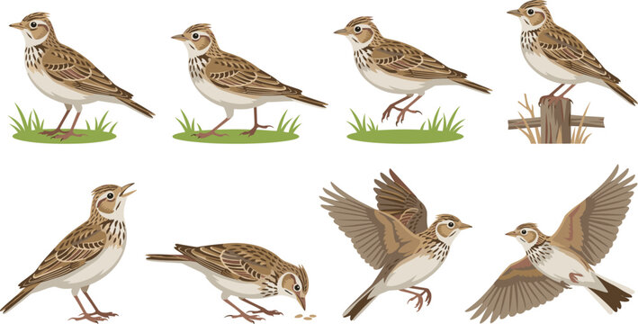 Skylark birds various poses standing grass perching post foraging flying vector collection