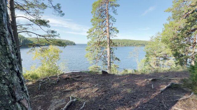 Majestic pine trees stand peacefully overlooking the serene waters of Valaam, Lake Ladoga. This tranquil forest view brings a calm, joyful feeling of wonder and natural beauty.