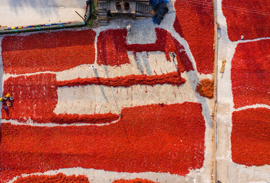 Bogura, Rajshahi Division, Bangladesh - 06 March 2022: Aerial view of red chilies spread out to dry on a concrete surface with workers tending to the harvest in the sun.