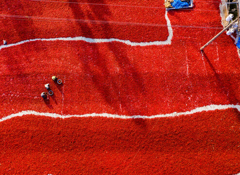 Bogura, Rajshahi Division, Bangladesh - 06 March 2022: Aerial view of red chili peppers drying on the ground with workers sorting the harvest in the sun.