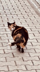 cat © Viktoriia