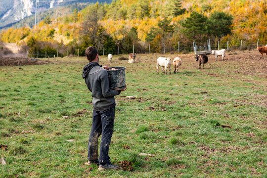 Farmer feed cow in mountain pasture during autumn