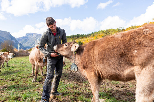Farmer feed cow on mountain pasture under cloudy sky