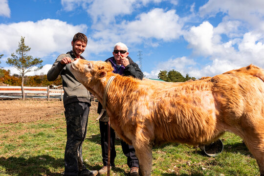 Grandfather and grandson care for cow on family farm