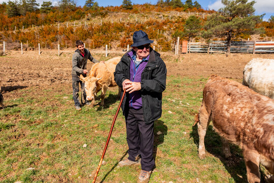 Grandfather and grandson tend cattle on family farm