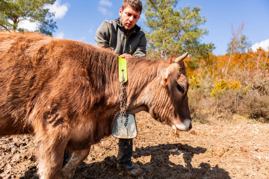 Farmer fit tracking collar on young cattle in pasture
