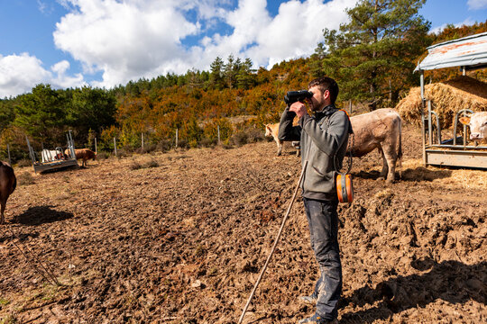 Farmer monitor cow with GPS virtual fencing collar