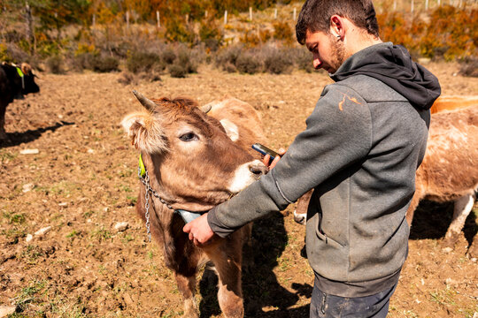 Farmer use smartphone to monitor cow tracking collar