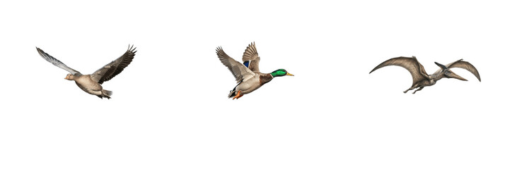 Flying birds and a prehistoric pterodactyl dinosaur in flight PNG isolated on white background, wildlife and ancient paleontology evolution concept stock asset.    © Wazir