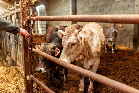 Farmer tending cattle in a barn on a livestock farm