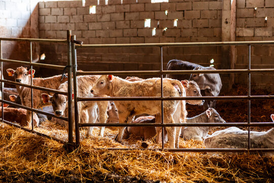 Young cattle in a straw-filled farm barn enclosure