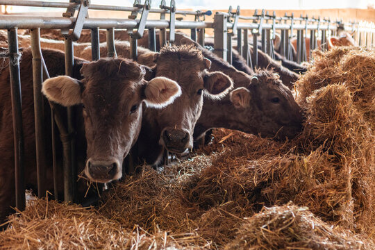Cows eat hay at a livestock farm feeding station