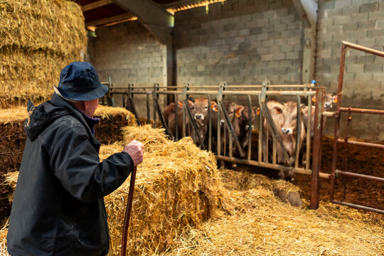 Elder farmer tend cattle in barn with hay