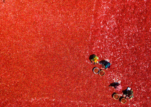 Bogura, Bangladesh - 06 March 2022: Aerial view of workers drying red chilies on a large field, creating a vibrant textured pattern under the bright sun.