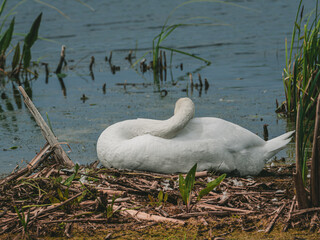 The swan is sitting in the nest. © Vladislav Belous
