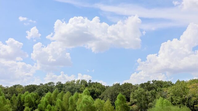 Native Texas forest beneath the vast eternal sky, framed by impressive white clouds that highlight the grandeur of the natural landscape.