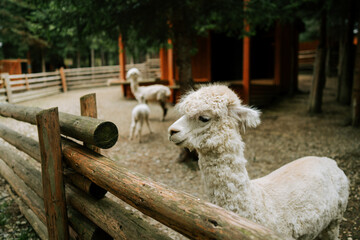 Obraz premium White alpaca stands by a wooden fence at a farm during the day with