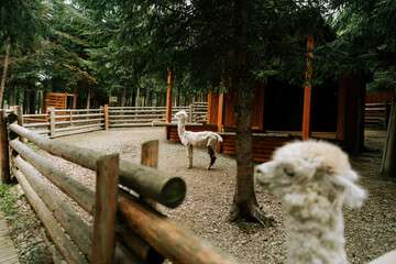 Fototapeta premium Alpacas standing in a wooden enclosure surrounded by forest trees